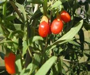 Goji